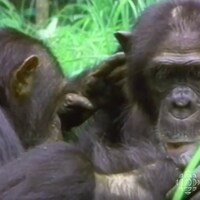 Deux chimpanzés sont en train de manger des herbes. 