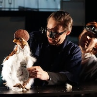 Deux scientifiques scrutent une poule
