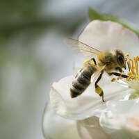Gros plan d'une abeille qui butine dans une fleur.