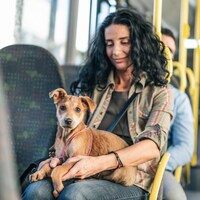 Un chien assis sur els genoux d'une femme dans un autobus.