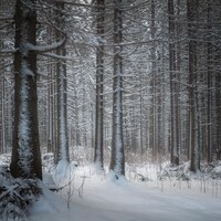 Une forêt dense en hiver.