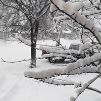 Un arbre avec de la neige à Rouyn-Noranda et la rue enneigée à la suite d'une tempête