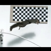 Ecureuil qui saute dans un envitionnement de laboratoire.