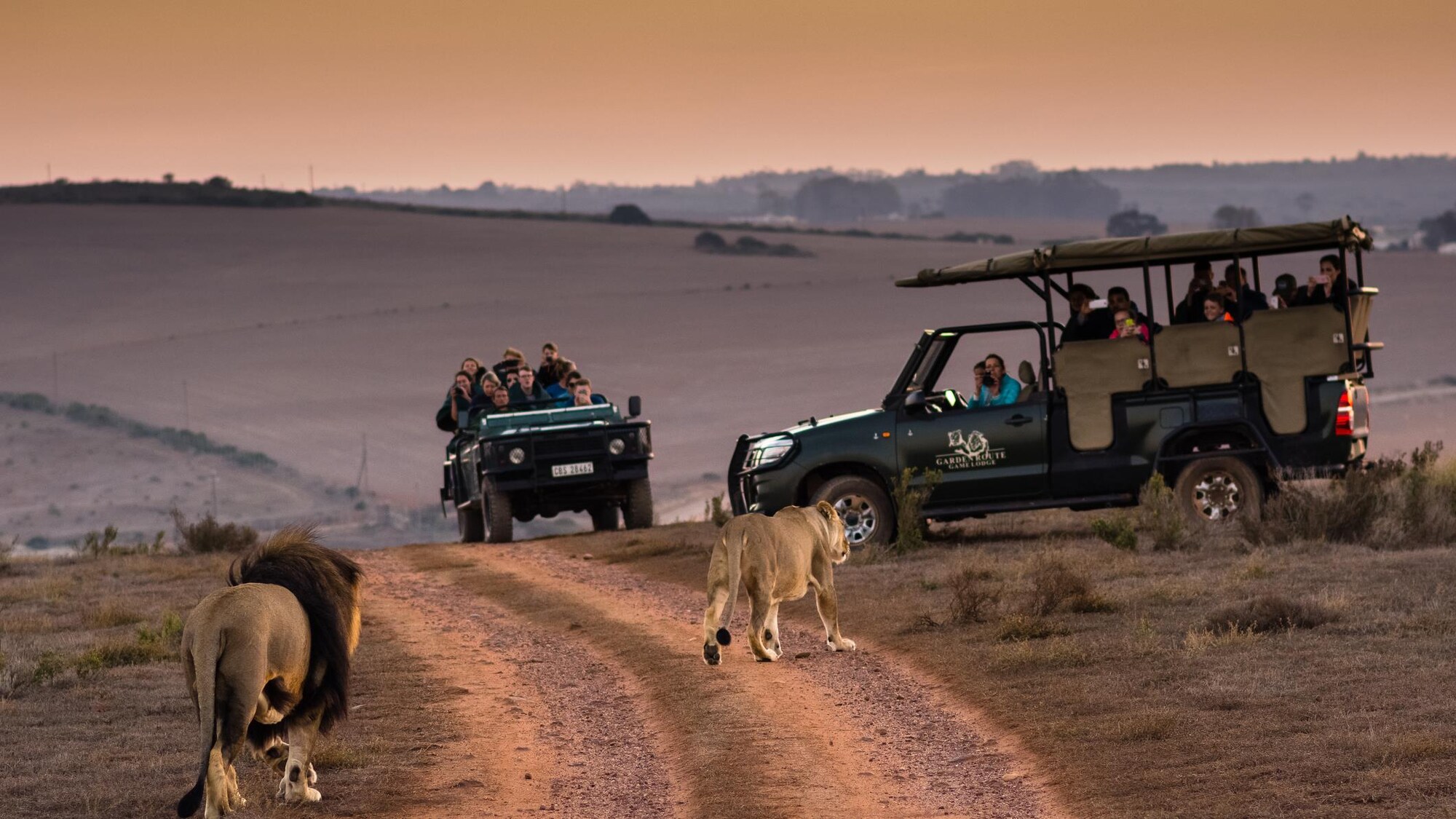 Des lions s'approchent de touristes qui les photographient depuis des véhicules de safari. 