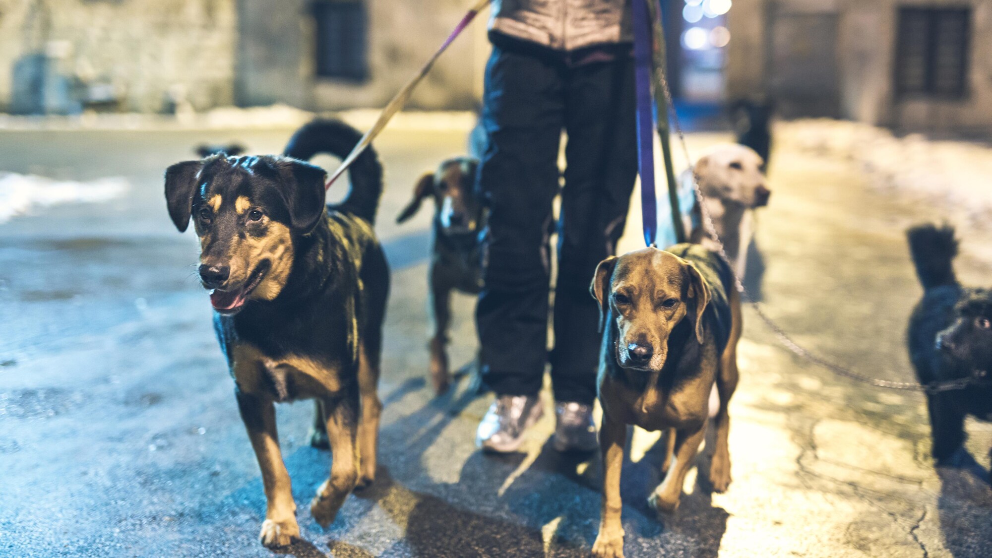 Un homme promenant cinq chiens dans une rue le soir.