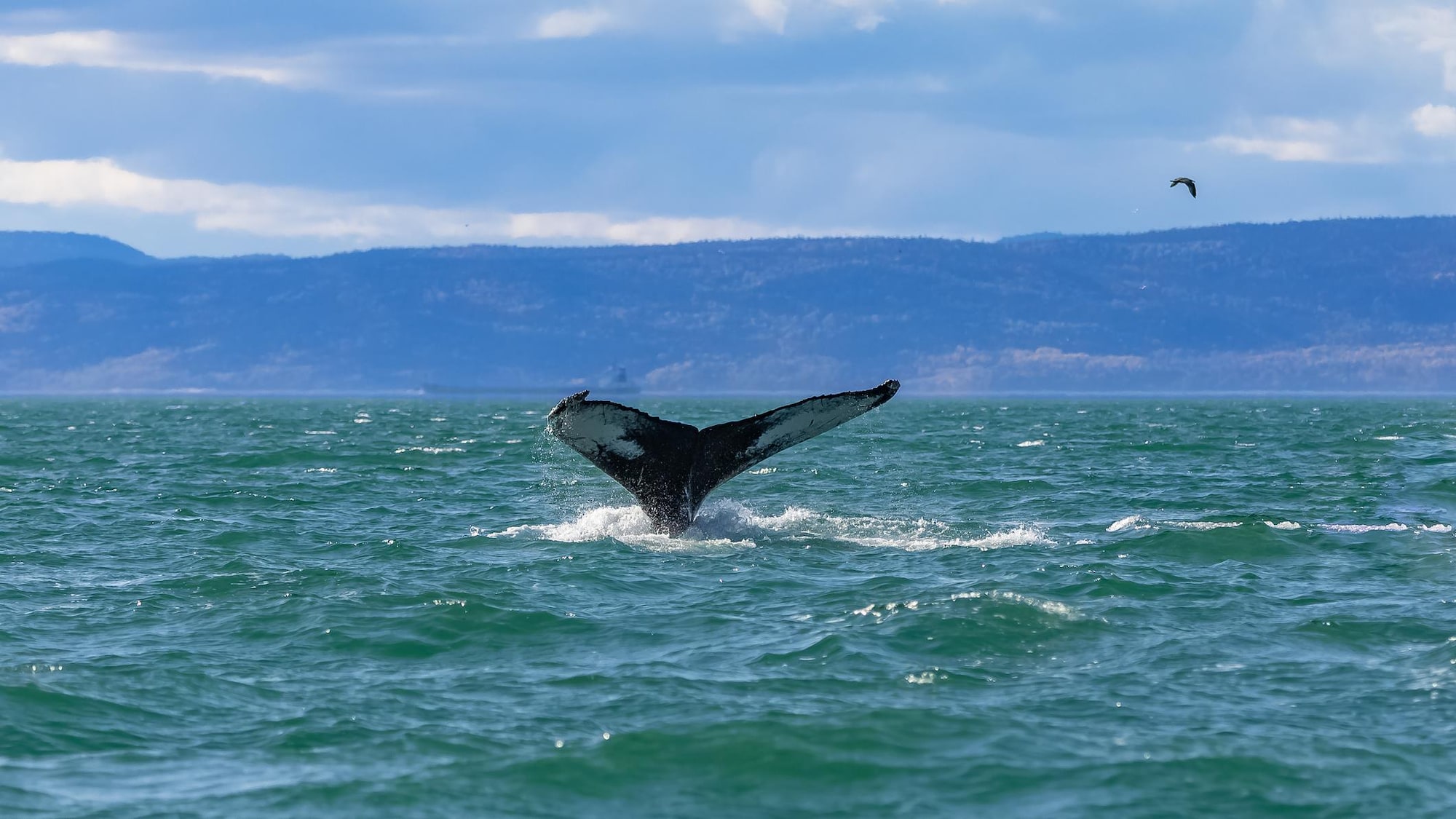 La queue d'une baleine sort de l'eau. 