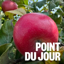 Une pomme.