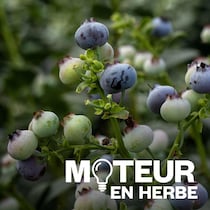 Gros plan de plans de bleuets.