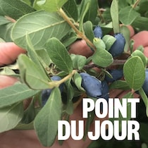 une main qui tient des fruits rouges 