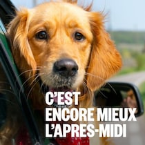 La période estivale est le moment idéal de l'année pour effectuer une escapade en voiture avec son chien.