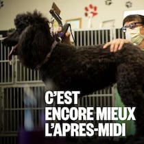 Une femme rase la fourrure d'un chien.