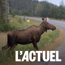 Un orignal sur la route avec une voiture qui s'approche.
