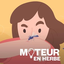 Illustration d'un moustique qui pique le bras d'une jeune fille.