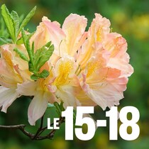 Gros plan sur une fleur en pleine éclosion.