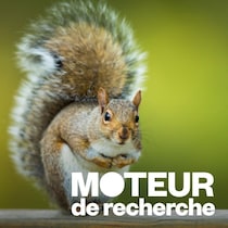 La petite bête grignote une noix.