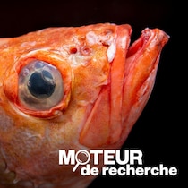 Gros plan sur la bouche et les yeux du sébaste.