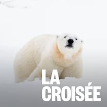 Un grand ours et un petit, dans la neige.