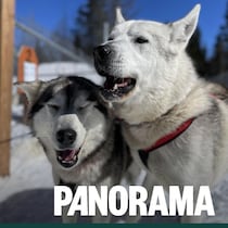 Des chiens s'apprêtent à partir pour une balade en traîneau.
