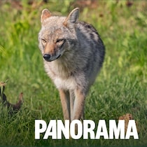 Un coyote.