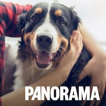 Un gros chien sourit à la caméra.