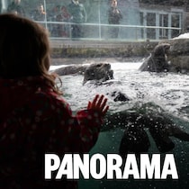 Une petite fille regarde les loutres de mer à l'Aquarium de Vancouver.