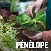 Une personne qui jardine examine de la terre.