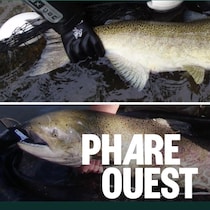 Deux saumons quinnats dans la rivière Okanagan.
