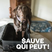 Un chien se tient sur ses quatre pattes dans valise ouverte, regardant vers la personne qui prend la photo.