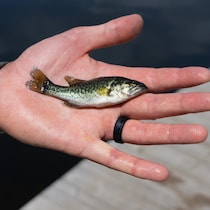 Eric Mullen tient un poisson.