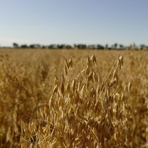 De l'avoine dans un champ à Elie, au Manitoba, le 9 août 2024.