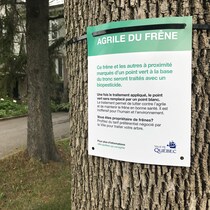 S'adapter aux changements climatiques grâce à la végétalisation | OHdio ...