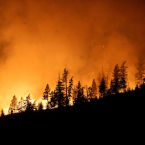 Des flammes d'un feu de forêt.