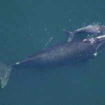 Une baleine noire de l'Atlantique Nord femelle et son baleineau dans l'océan Atlantique au large de la frontière entre la Floride et la Géorgie, en février 2009.