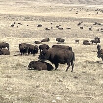 Des bisons se tiennent debout dans un champ tandis que d'autres sont couchés.