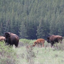 Des bisons broutent dans l'herbe haute. 