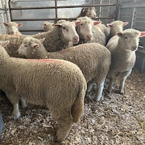 Des brebis dans un enclos.