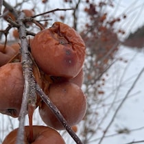 Des pommes flétries et molles accrochées à une branche, en hiver.