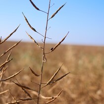 Un champ de canola.