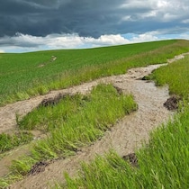 Un champ inondé en Saskatchewan en juillet 2026.