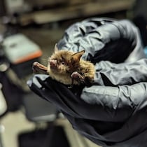 Une petite chauve-souris dans les mains d'un chercheur.