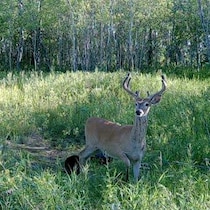 Un cerf de Virginie dans un boisé.