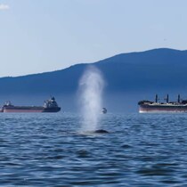 Le souffle d'une baleine, avec, au fond, des bateaux.