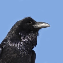 Un corbeau porte son regard au loin.