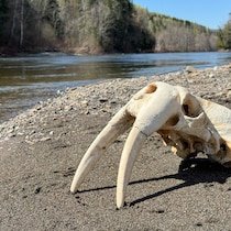 Un crâne de morse avec deux défenses est posé sur le sable d'une rivière de la rivière Matane.