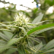 Une fleur de cannabis.