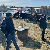 Sur une ferme, Félix Désaulniers et Vincent Boisvert sont entourés de vaches.