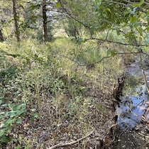 Un paysage en nature où l'on voit un ruisseau et des pieux de cèdres qui maintiennent  les berges.