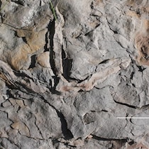 Une empreinte fossilisée.