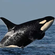 Une baleine saute hors de l'eau.