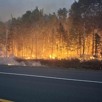Des arbres en feu le long de la route.